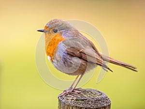 Cute Red Robin with bright background