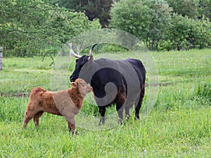 Cute red Scottish Highland calf standing in profile close to its dark mother in a field