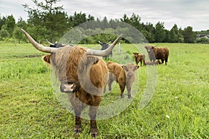 Cute red Scottish Highland cow standing in field next to her calf staring shyly