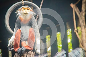 Cute Red-shanked Douc Langur in the public park. The red-shanked douc Pygathrix nemaeus is a species of Old World monkey, among
