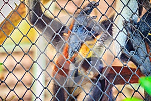 Cute red-shanked douc (Pygathrix nemaeus) is a species of Old World monkey, among the most colorful of all primates. This monkey photo