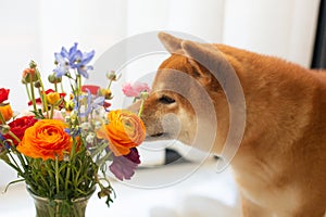 Cute red shiba inu dog is sniffling a bouquet of bright ranunculus flowers photo