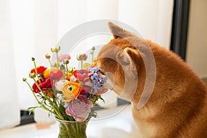 Cute red shiba inu dog is sniffling a bouquet of bright ranunculus flowers photo