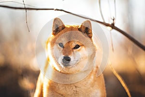 Cute red shiba inu dog standing on the grass in the forest at golden sunset in spring