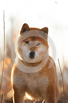 Cute red shiba inu dog standing on the grass in the forest at golden sunset in spring