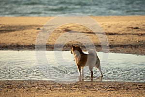 cute Red shiba inu dog is standing at the seaside during the sunset in Greece