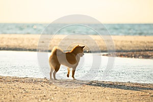 cute Red shiba inu dog is standing at the seaside during the sunset in Greece