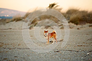 cute Red shiba inu dog is standing at the seaside during the sunset in Greece