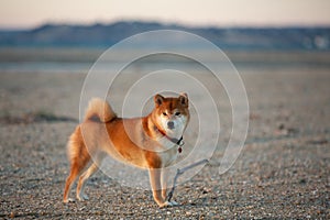 cute Red shiba inu dog is standing at the seaside during the sunset in Greece