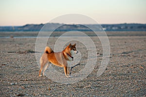 cute Red shiba inu dog is standing at the seaside during the sunset in Greece