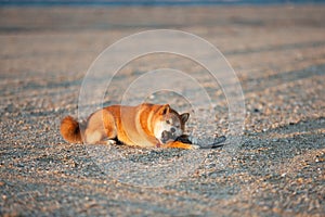 Cute Red Shiba Inu lying on the beach with a stick at sunset in Greece