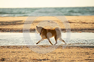 Cute Red Shiba Inu running on the beach at sunset in Greece