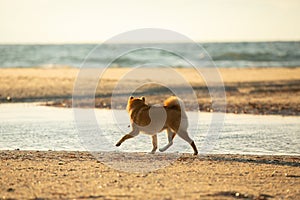 Cute Red Shiba Inu running on the beach at sunset in Greece