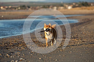 Cute Red Shiba Inu running on the beach at sunset in Greece