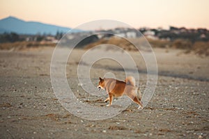 Cute Red Shiba Inu running on the beach at sunset in Greece