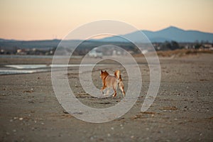 Cute Red Shiba Inu strolling on the beach at sunset in Greece