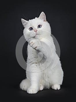 Cute red silver shaded cameo point British Shorthair ,Isolated on black background.