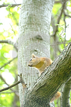 Cute Red Squirrel