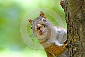 Cute Red Squirrel