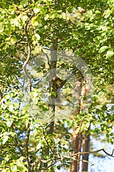 Cute red squirrel animal sitting on a branch in sunny spring day in wildlife woods. Beautiful squirrel animal sitting on