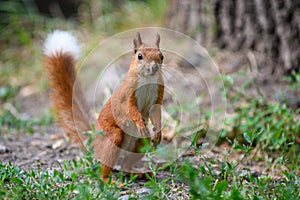 Cute red squirrel in autumn forerst