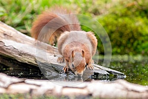 This cute red squirrel drinking water.