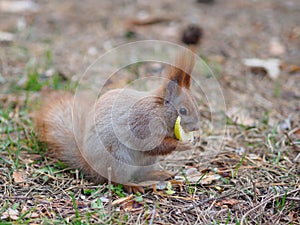 Cute red squirrel eating apple fruit human-like and posing in th