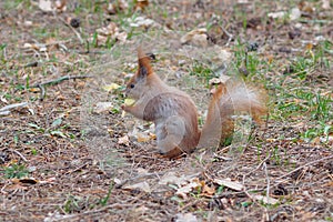 Cute red squirrel eating apple fruit and posing in the park