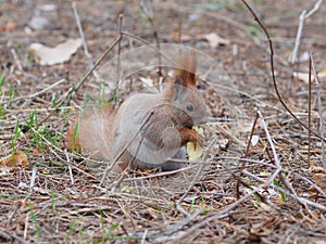 Cute red squirrel eating apple fruit and posing in the park