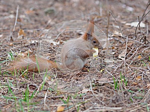 Cute red squirrel eating apple fruit and posing in the park