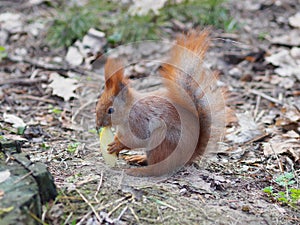 Cute red squirrel eating apple fruit and posing in the park