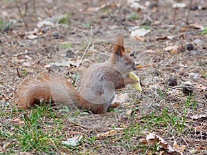 Cute red squirrel eating apple fruit and posing in the park