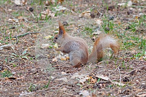 Cute red squirrel eating apple fruit and posing in the park