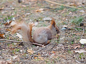 Cute red squirrel eating apple fruit and posing in the park