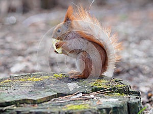Cute red squirrel eating apple fruit and posing on the stump in
