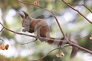 cute red squirrel eating nut