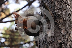Cute red squirrel eating nut on tree in forest