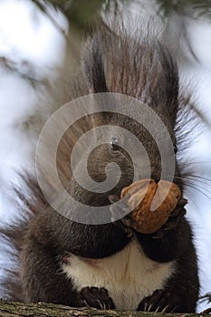 Cute red squirrel eating nut up in the tree