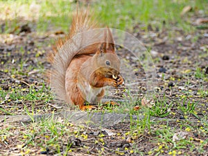 Cute red squirrel eating walnut