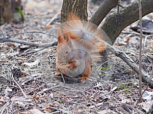 Cute red squirrel eating walnut human-like and posing in the par