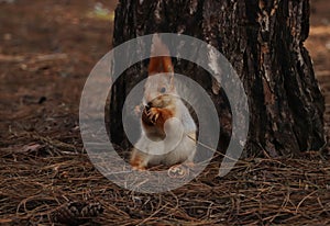 Cute red squirrel eating walnut near tree in forest