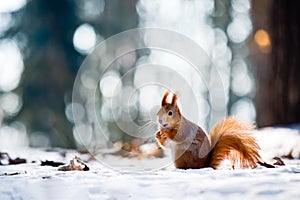 Cute red squirrel eats a nut in winter scene