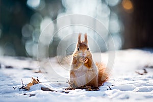 Cute red squirrel eats a nut in winter scene