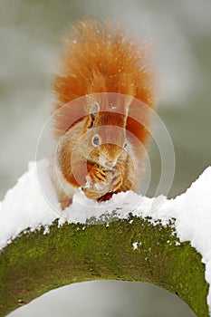 Cute red squirrel eats a nut in winter scene with snow