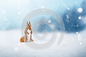 Cute red squirrel in the falling snow.