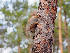 Cute red squirrel hiding apple in bark of the tree