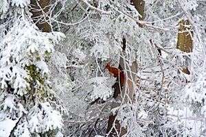 Cute red squirrel is hiding on a tree in winter