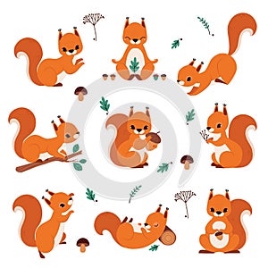 Cute Red Squirrel Holding Acorn and Sitting on Tree Branch Vector Set