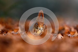 Cute red squirrel with long pointed ears eats a nut in autumn orange scene with nice deciduous forest in the background