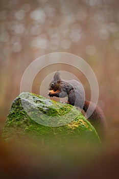 Cute red squirrel with long pointed ears eats a nut in autumn orange scene with nice deciduous forest in the background, animal si